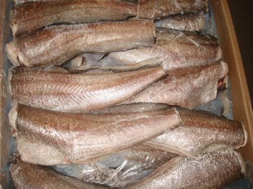 Brotola