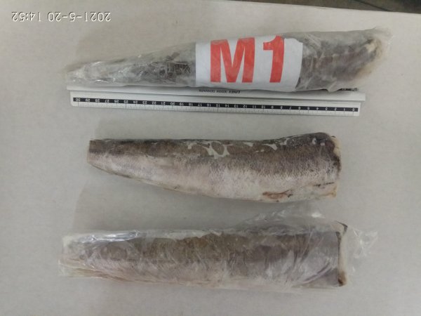 Argentine hake HGT