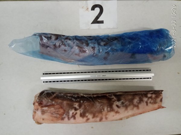 Sea catfish carcass