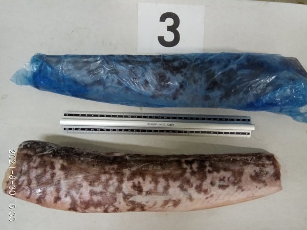 Sea catfish carcass