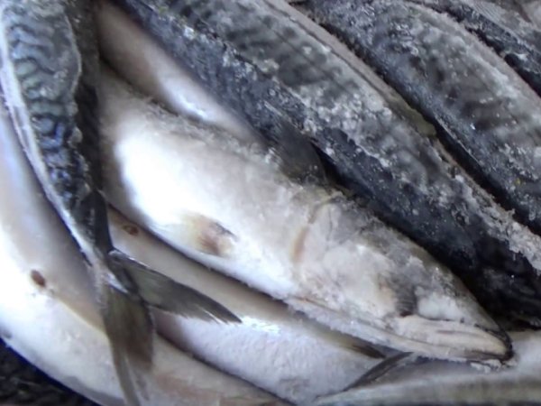 Mackerel