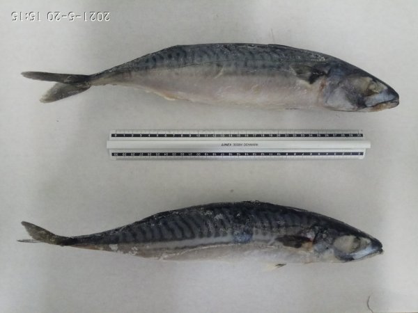 Скумбрия