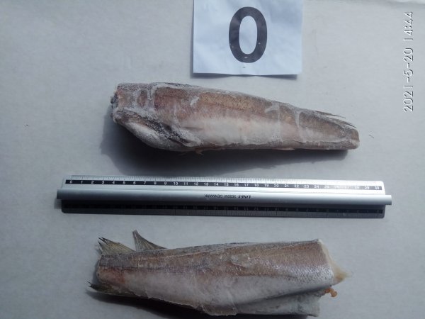 Argentiina merluusi rümp